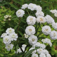 Achillea ptar. 'The Pearl' P9