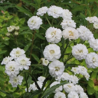 Achillea ptar. 'The Pearl' P9