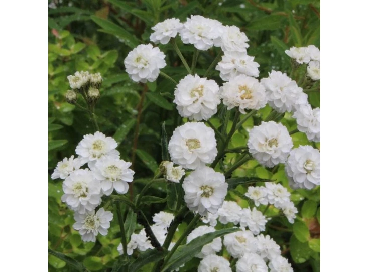 Achillea ptar. 'The Pearl' P9