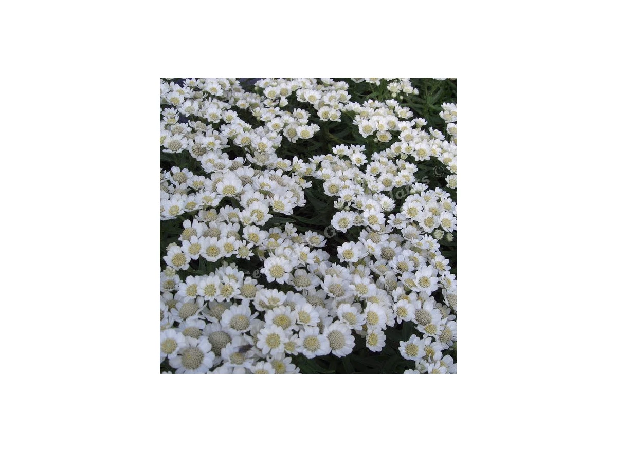 Achillea ptar. 'Nana Compacta' P9