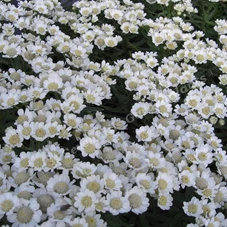 Achillea ptar. 'Nana Compacta' P9