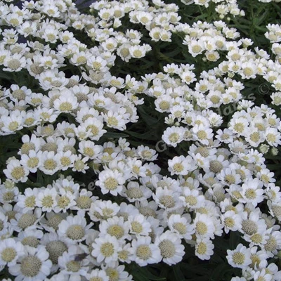 Achillea ptar. 'Nana Compacta' P9