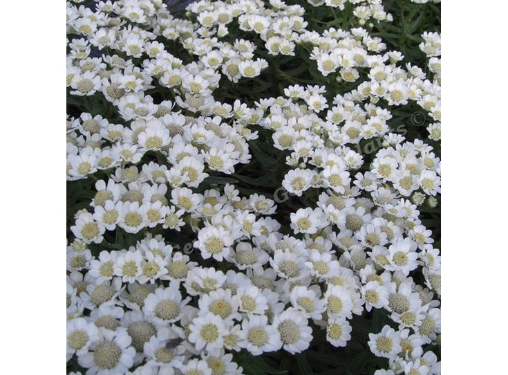 Achillea ptar. 'Nana Compacta' P9