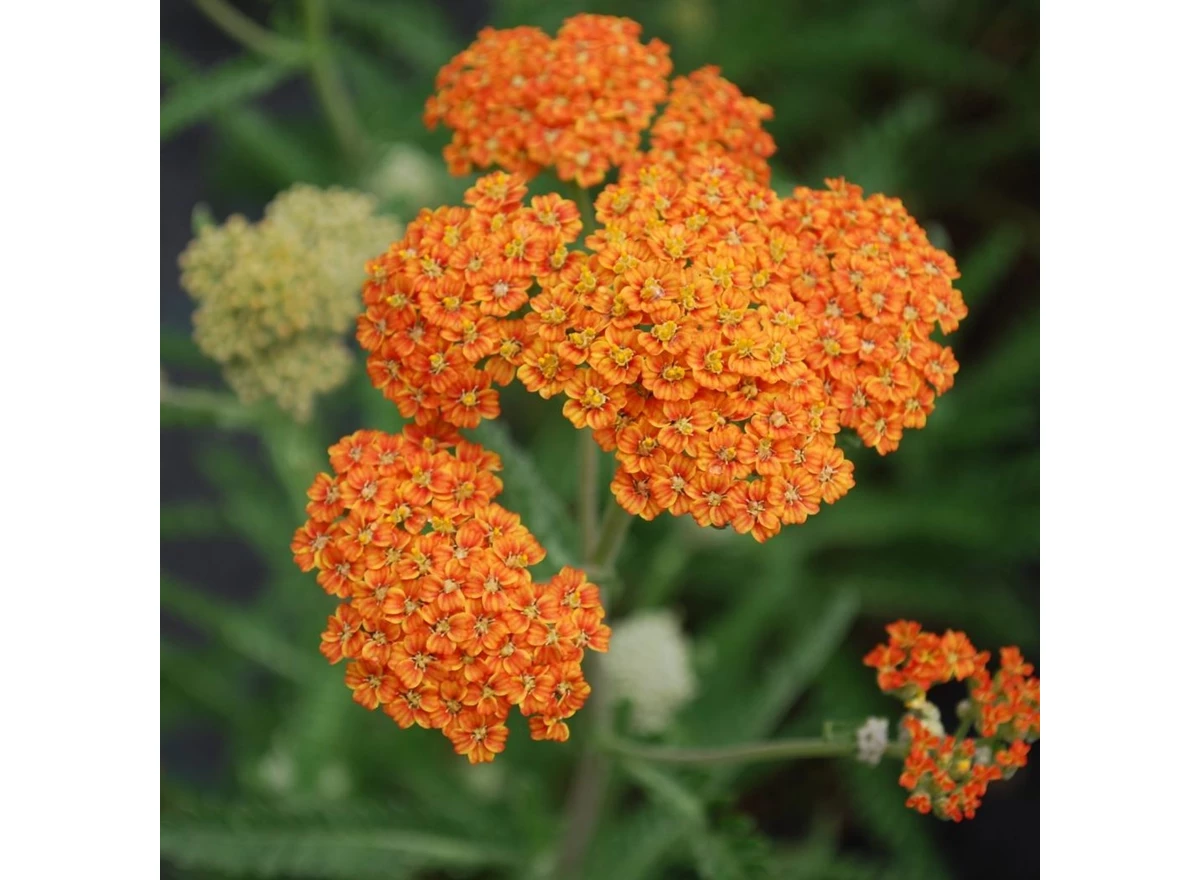 Achillea 'Terracotta' P9