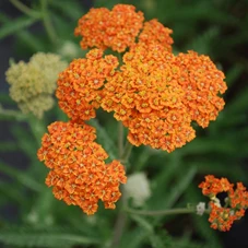 Achillea 'Terracotta' P9