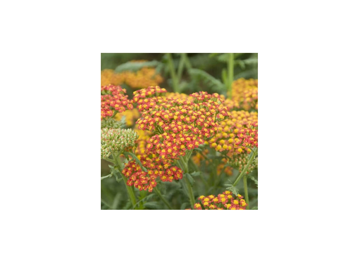 Achillea 'Walther Funcke' P9