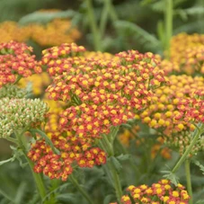Achillea 'Walther Funcke' P9