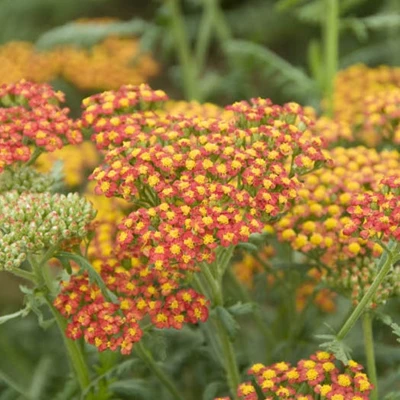 Achillea 'Walther Funcke' P9
