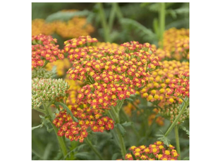 Achillea 'Walther Funcke' P9