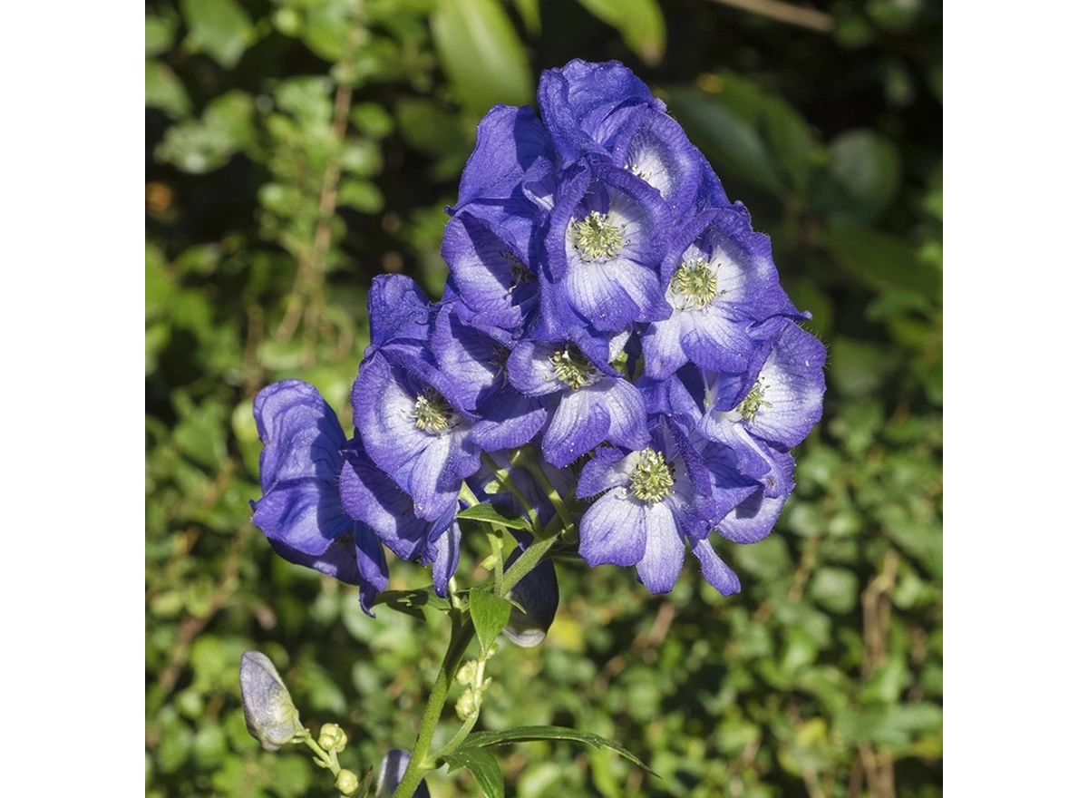 Aconitum carm. 'Arendsii' P9