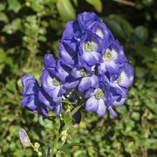 Aconitum carm. 'Arendsii' P9
