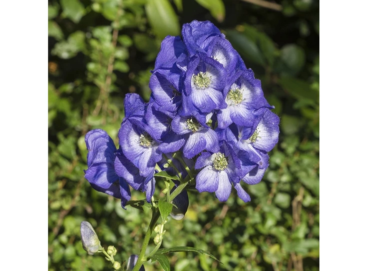Aconitum carm. 'Arendsii' P9