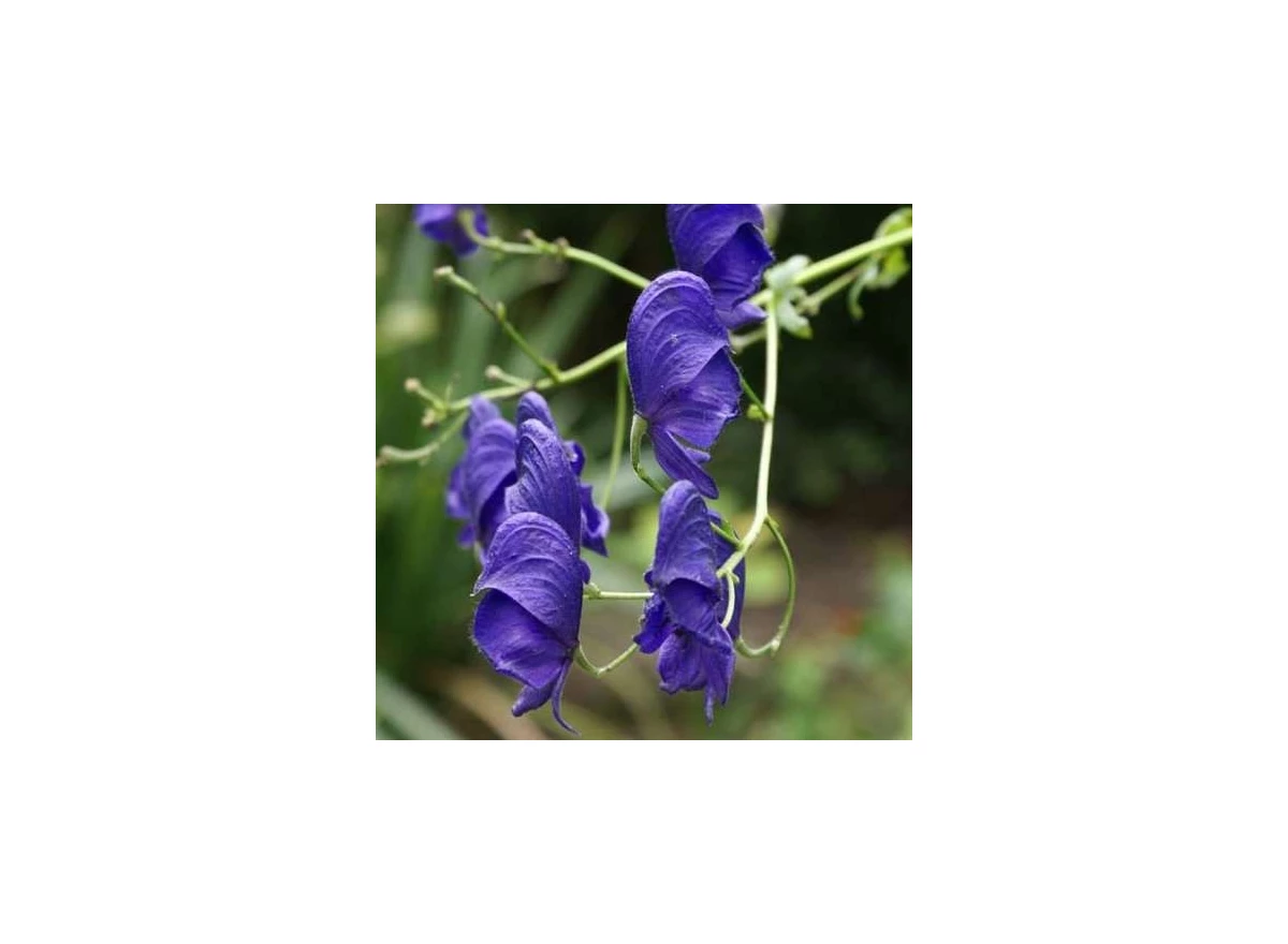 Aconitum henryi 'Spark's Variety' P9