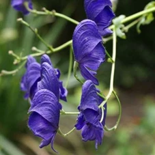 Aconitum henryi 'Spark's Variety' P9