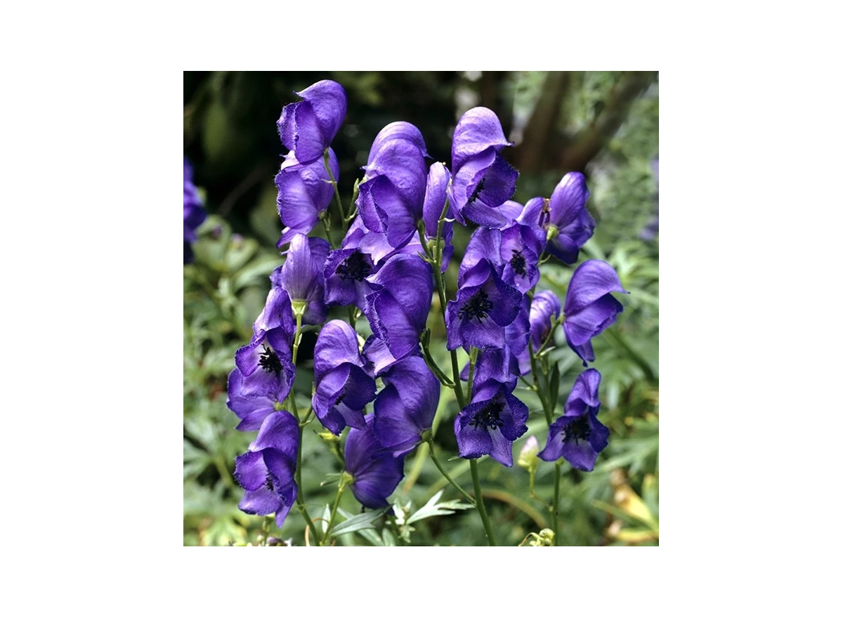 Aconitum napellus P9