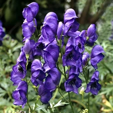 Aconitum napellus P9