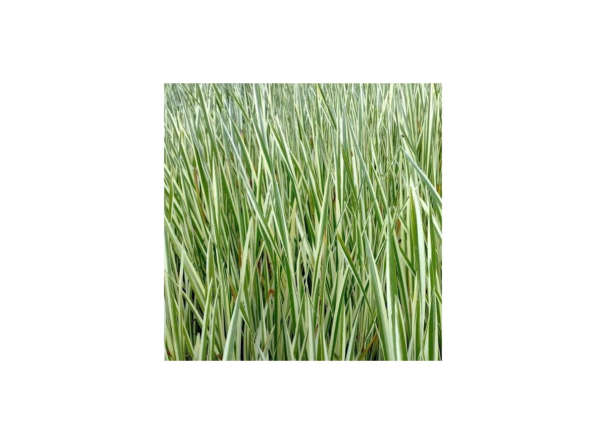 Acorus calamus P9