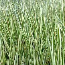 Acorus calamus P9