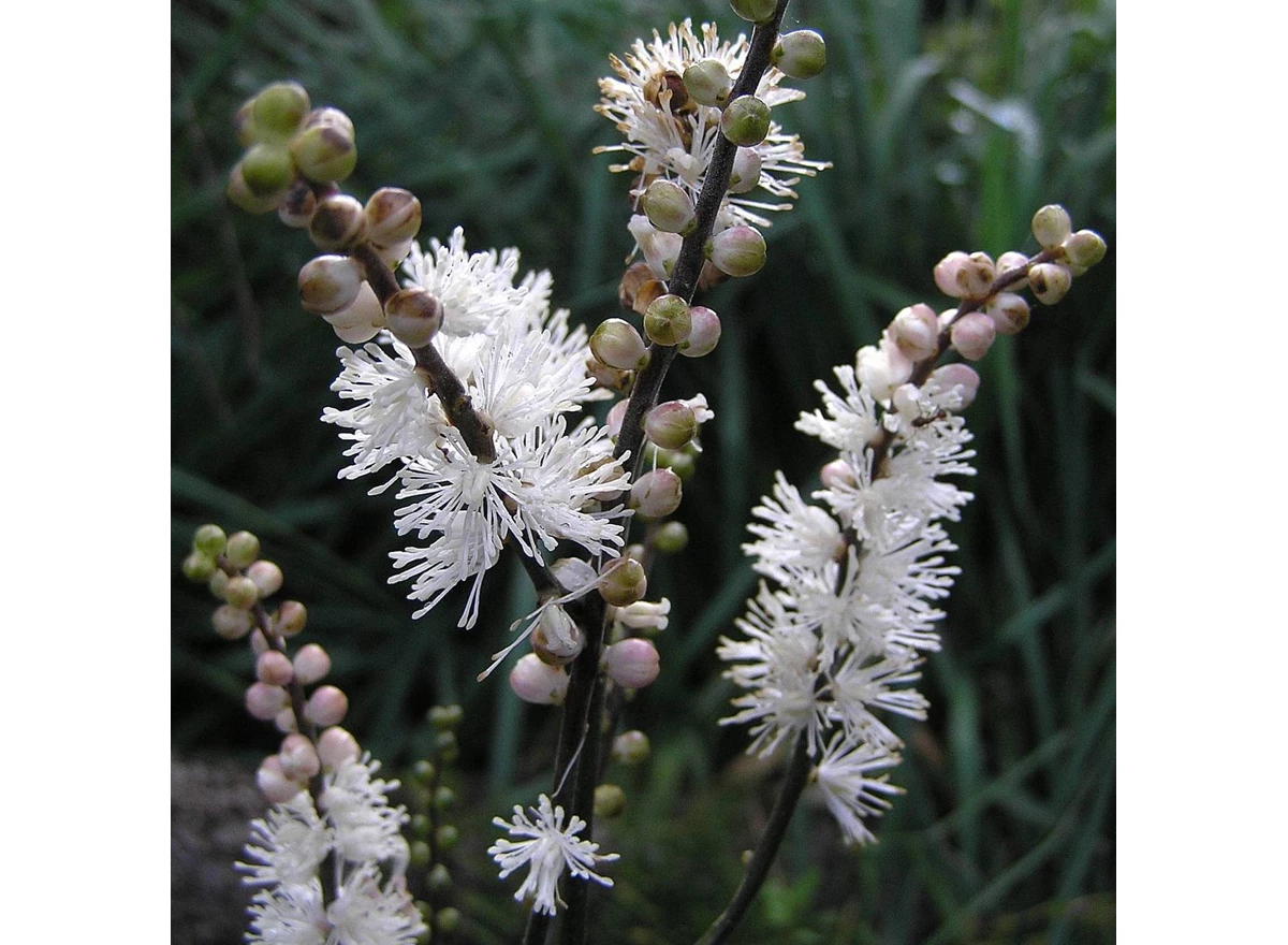 Actaea japonica 'Cheju-Do' P9