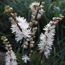 Actaea japonica 'Cheju-Do' P9