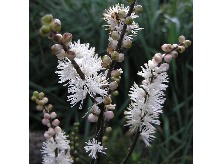 Actaea japonica 'Cheju-Do' P9