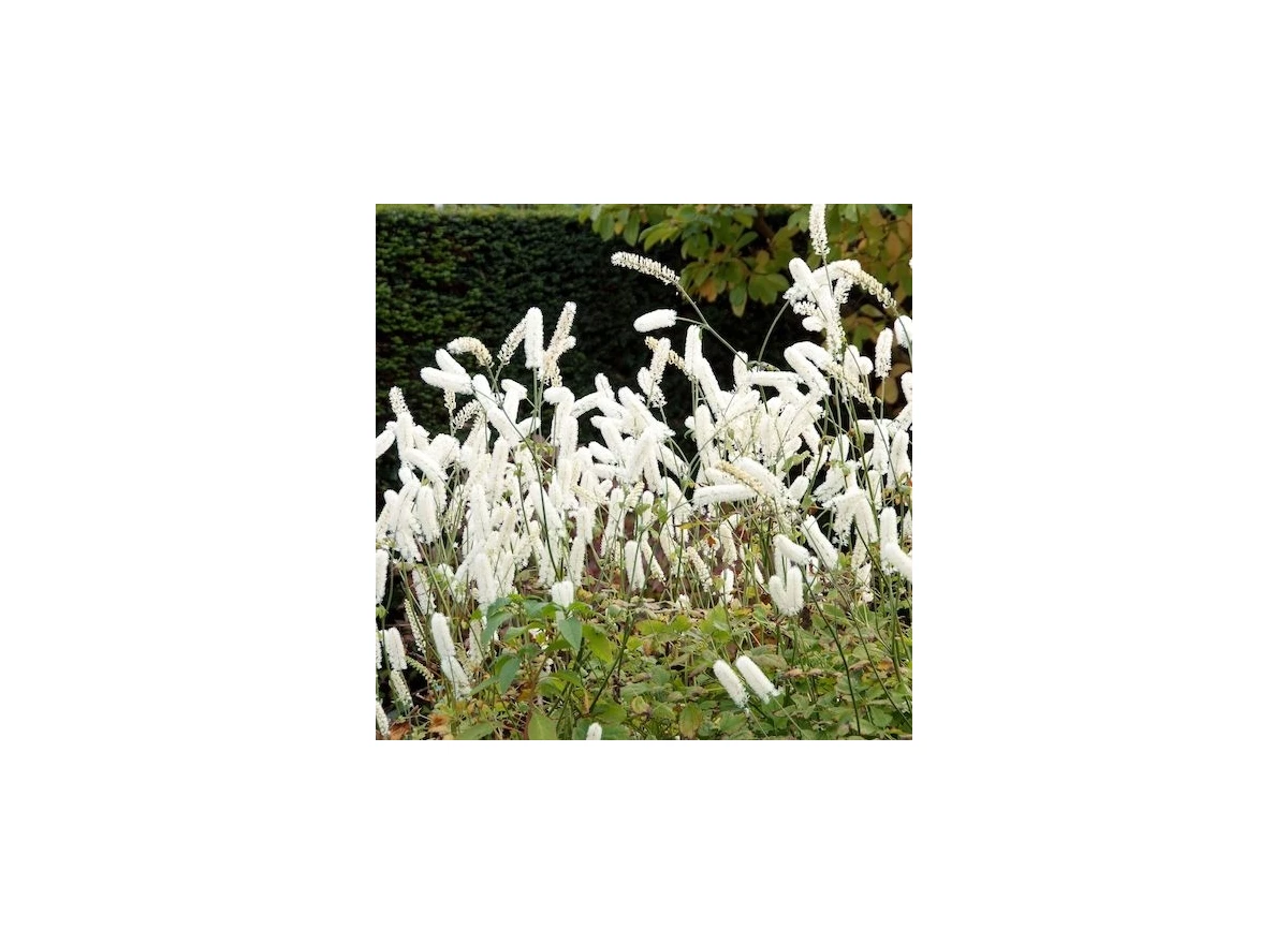 Actaea simp. 'White Pearl' P9