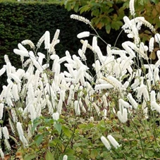 Actaea simp. 'White Pearl' P9