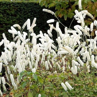 Actaea simp. 'White Pearl' P9