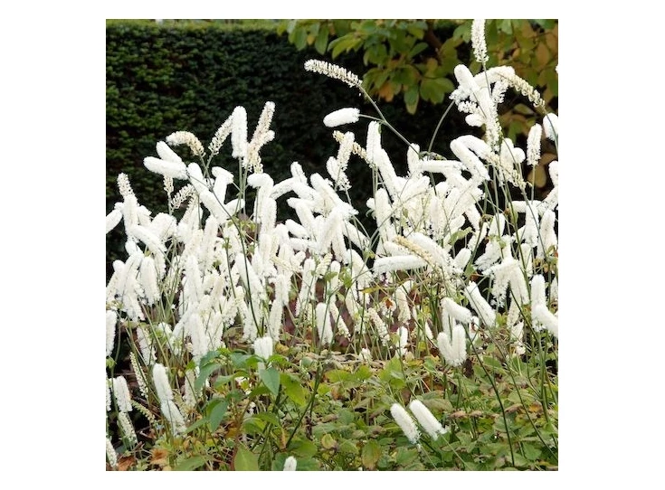 Actaea simp. 'White Pearl' P9