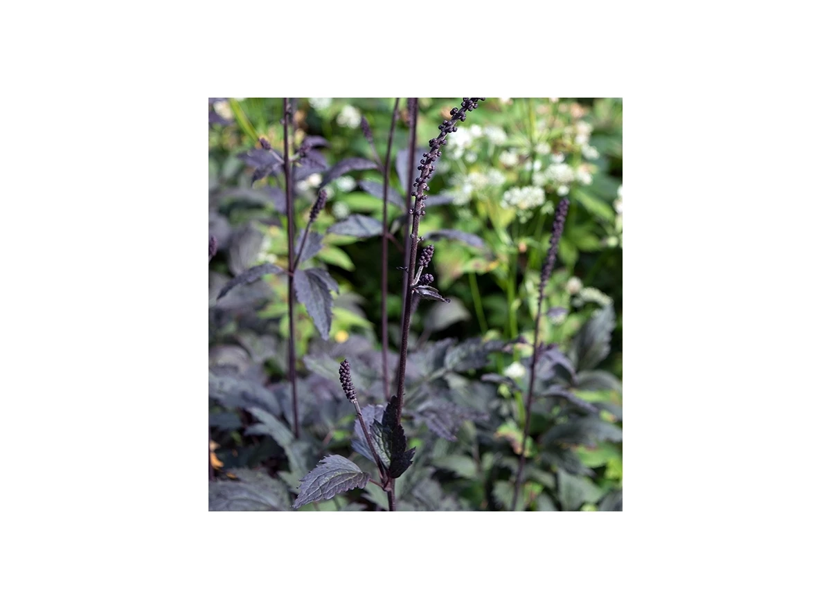 Actaea simp. 'Brunette' P9