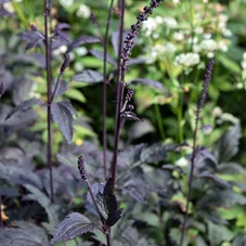 Actaea simp. 'Brunette' P9