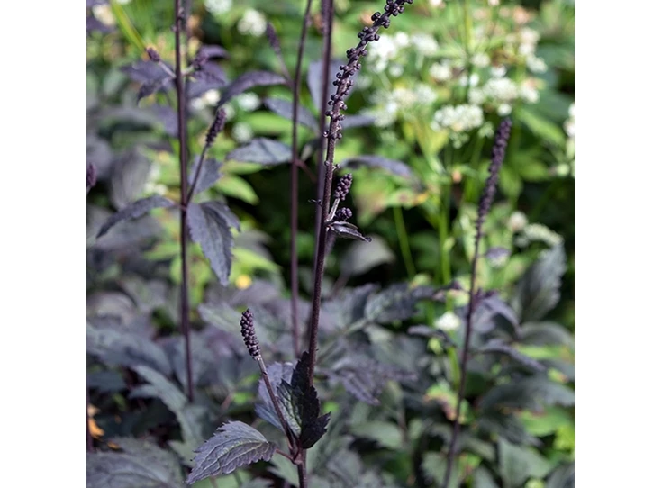 Actaea simp. 'Brunette' P9