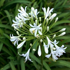 Agapanthus afr. 'Albus' P9