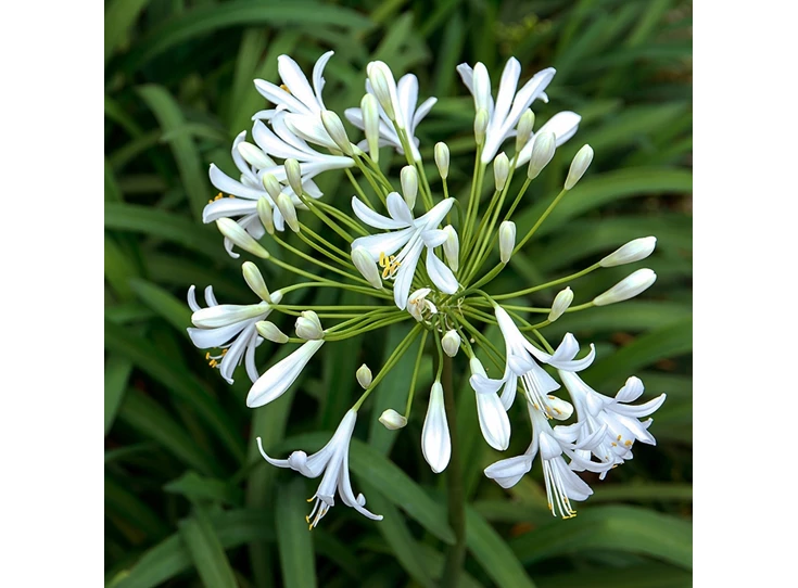 Agapanthus afr. 'Albus' P9